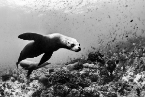 sea lions (Swanne reef, la Paz) by Mathieu Foulquié 